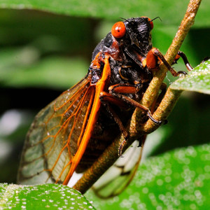 The Cicada Song