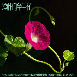 《淳朴的牵牛花》中央音乐学院音乐教育学院合唱团演唱  贺晓乐指挥