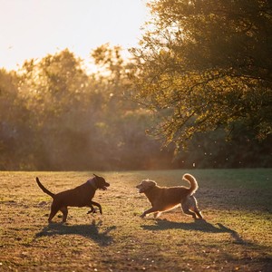 Melodía De Patas Juguetonas