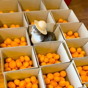 BODEGA(feat. evan aloe) (Explicit)