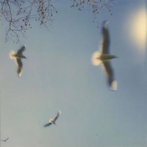 morning birds in bliss
