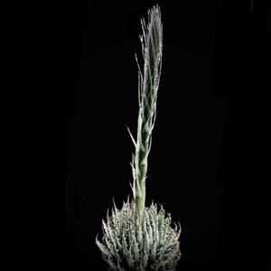 SOWAKA (feat. botanik & OONOO)