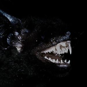 Sae Byeok (feat. LEVELL) (Explicit)