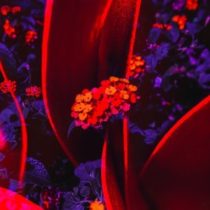 L'amor (Extented Mix)