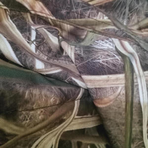 Soulja Down (2001) (feat. Falley & Konvict) (Explicit)