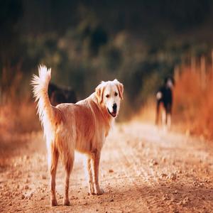 paradise island resort (Explicit)