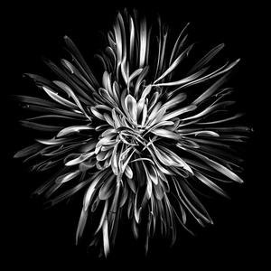 Gotta stay Ble$$ (Explicit)