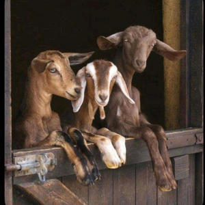 like wha? (feat. TB3rd & Pcs Maji) (Explicit)