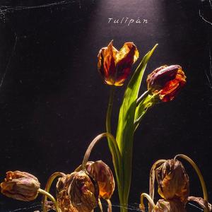 Tulipán