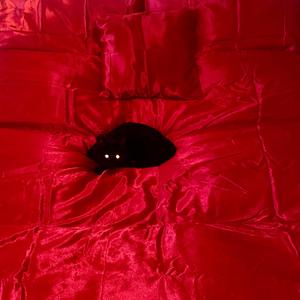 DOG DIVISION (feat. Motion) (Explicit)