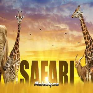 Safari