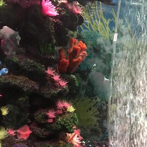 Where Yuh Manz? (Explicit)