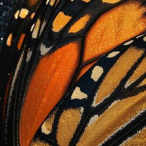 Monarch Butterflies (feat. Days to Waste) (Explicit)