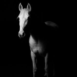HORSES (Explicit)