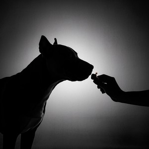 alimenta o pit bull (Acoustic)