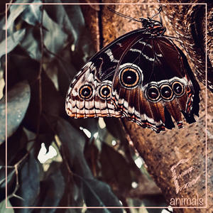 Animals (feat. Eoghan Konstantin)