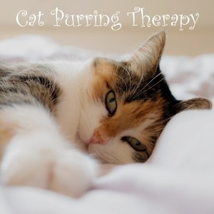 Calming Sounds: Cat Purring Therapy