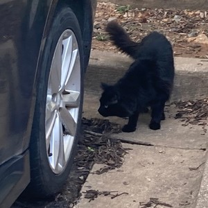 Loner Anthem (Explicit)