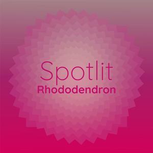 Spotlit Rhododendron