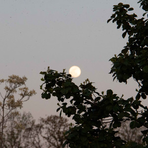 blinds! - acoustic (Acoustic)