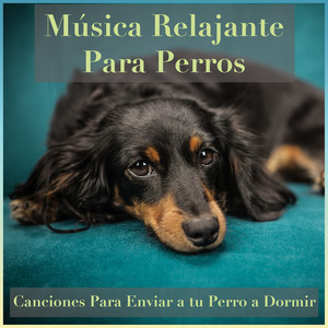 Música Relajante para Perros: Canciones para Enviar a Tu Perro a Dormir