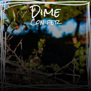 Dime Conifer