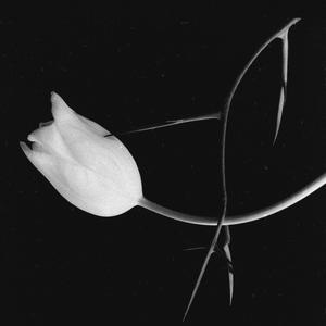 no stingsノー・ソン・プヤス (Explicit)