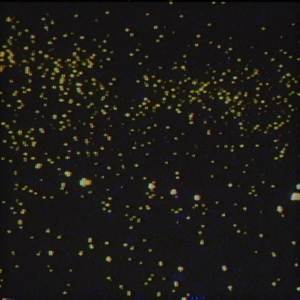 firefly