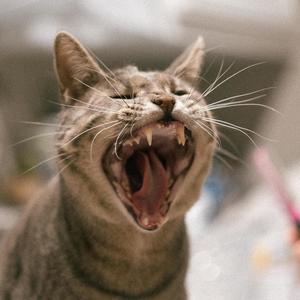 směšný (Explicit)