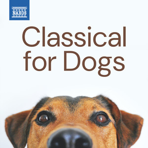 Violin Concerto in C Major, Op. 5, No. 1 - Violin Concerto in C Major, Op. 5, No. 1: II. Andante moderato
