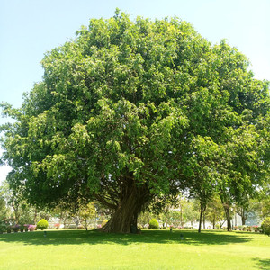 Десять сосудов