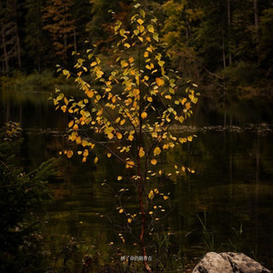 拼了命的刷存在