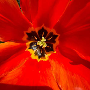 Peach Maracuja (feat. Kubbaa) (Explicit)