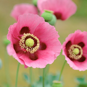 我是你的格桑花 (Inst.)