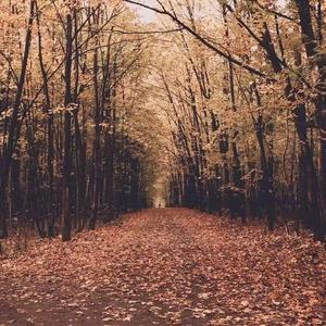 枫叶林 (Prod by Lyoung)