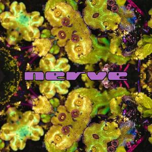 Toucon - Nerve (Explicit)