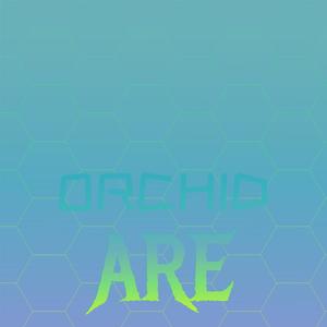 Orchid Are