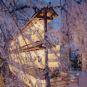 さくら ~あなたに出会えてよかった~