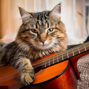 Cats' Relaxation: Guitar Music for Feline Friends