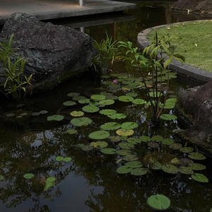 cant yout tell? (sped up) (feat. riensu)