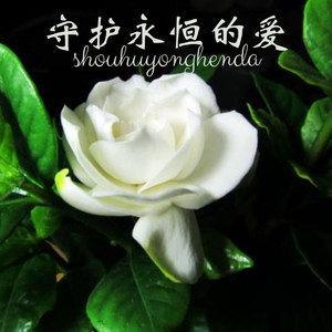 雨曾经讨厌海 - 风琉璃、凤鸣喧、小可封面