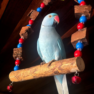 Pajaritos