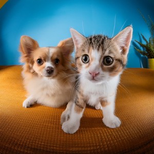 Melodía Para Criaturas Curiosas