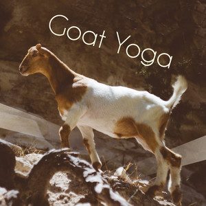 Goat Yoga: Best Background Yoga Music for Goat Yoga Classes