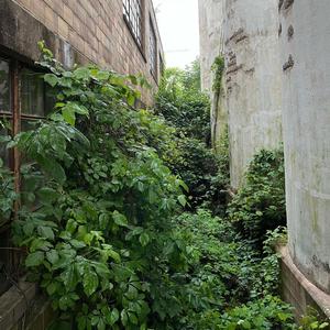 Lavender Town (Explicit)