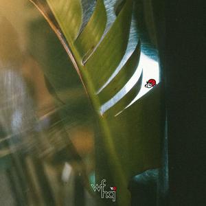 Ladybug (Original Mix)