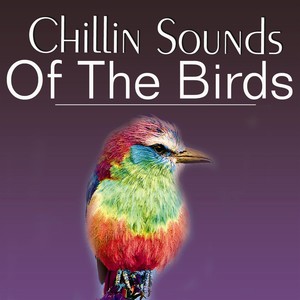 Chillin' Sound of Birds