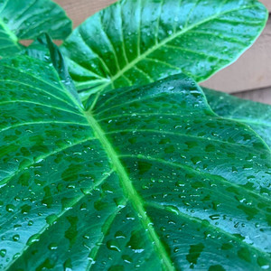 Motivation (Explicit)