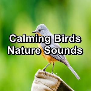 Sleepy Bird Sounds For Studying To Loop as Long as you Need