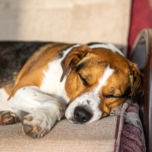 Suave Descanso Nocturno Canino